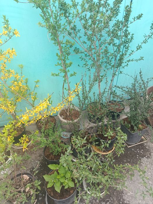 Кустарники разные