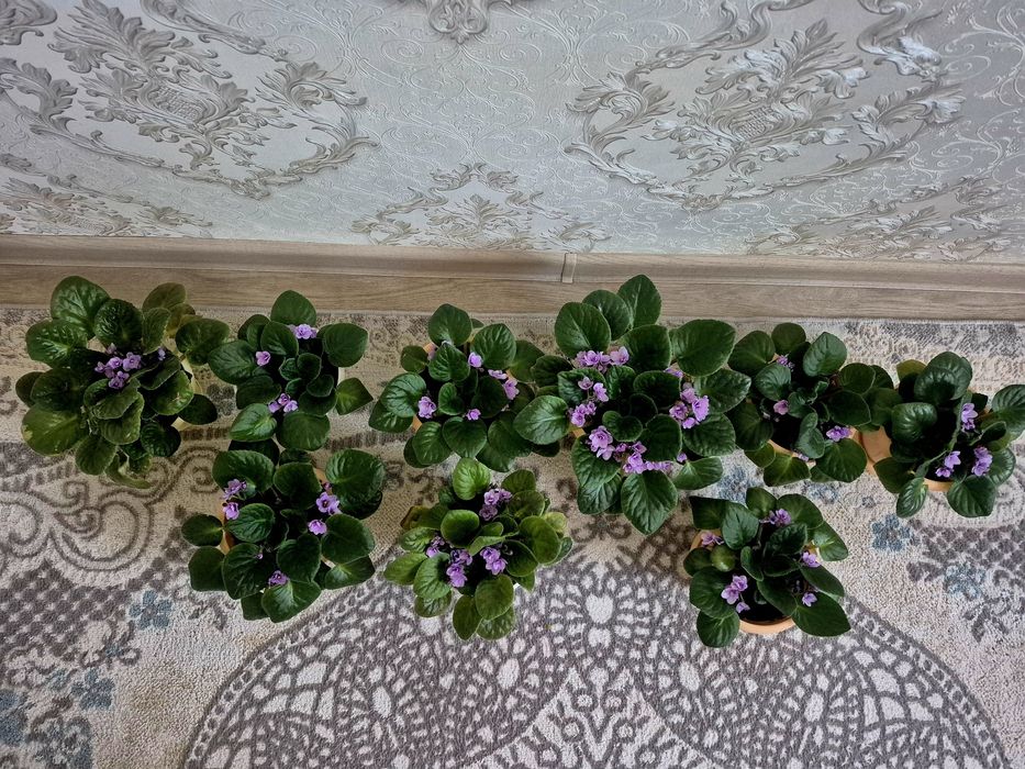 Продам  цветы фиалки