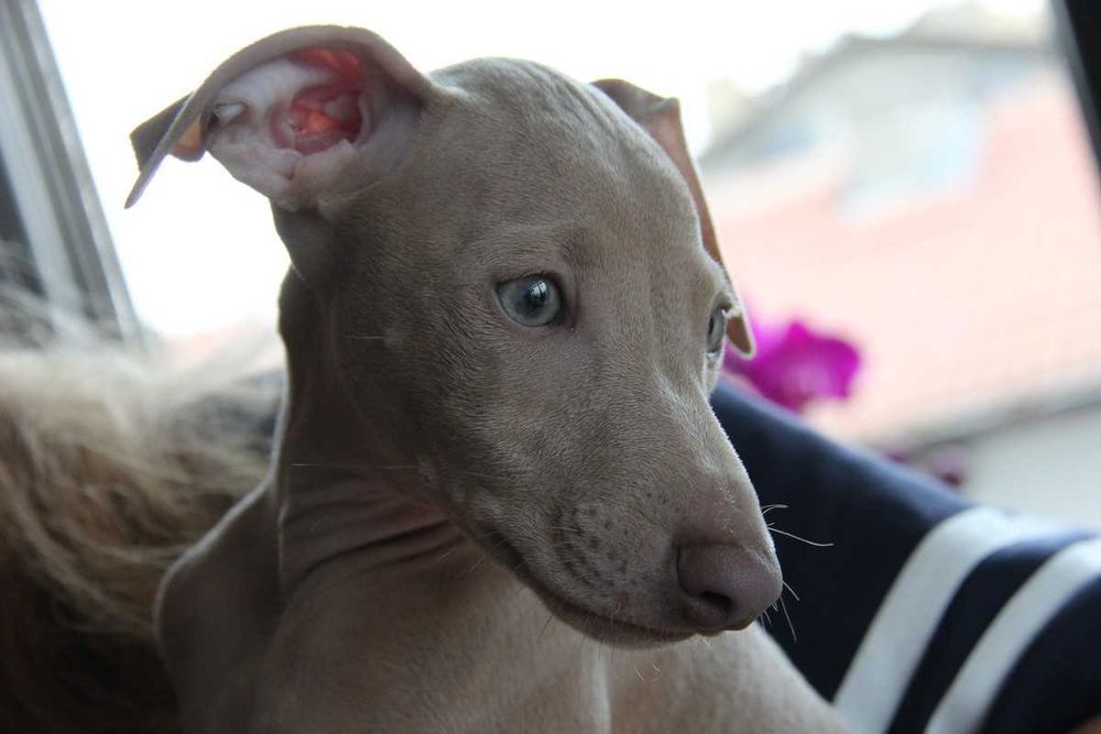 Малка италианска хрътка. Левретка