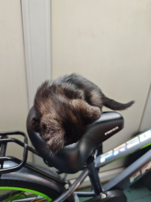 Отдам двух котят