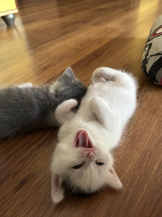 отдам котенка в хорошие руки