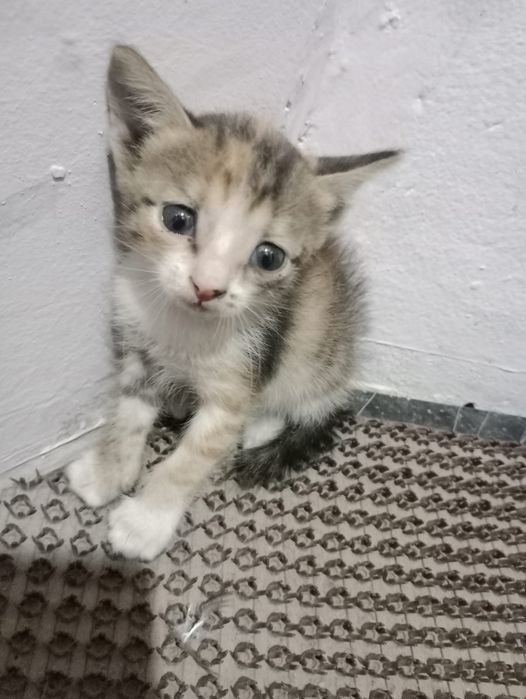Кошечки. Кошечки