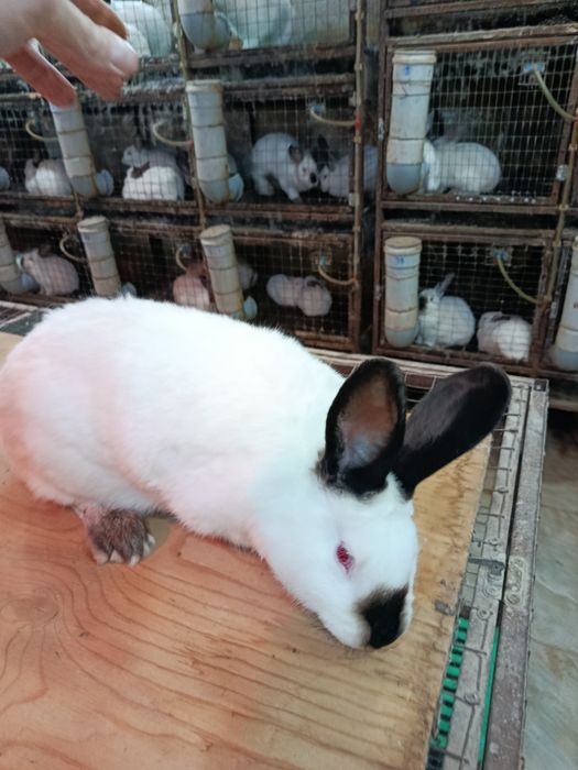 Крол, самец Калифорния