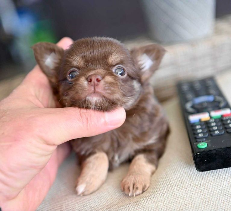 Мъжко миниатюрно дългокосместо чихуахуа шоколадов тен