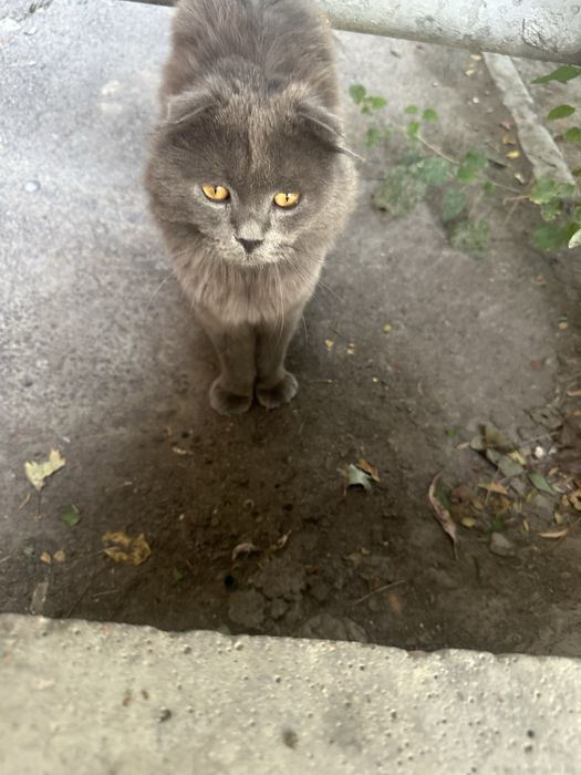 Найден котик молодой