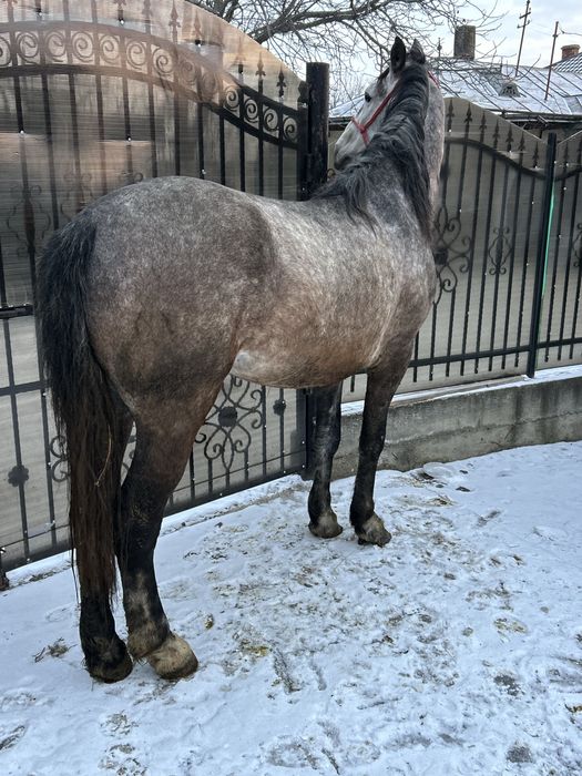 Armasar lipitan 8 ani