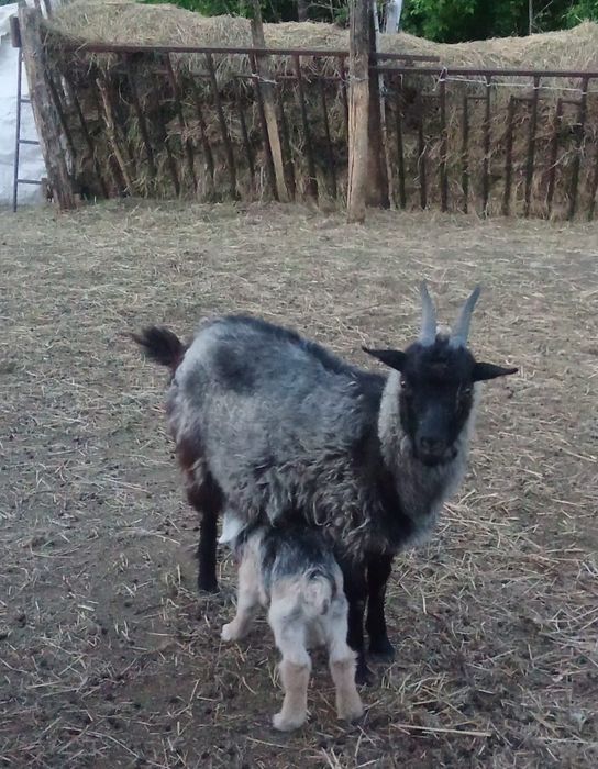 Дойные козы продам
