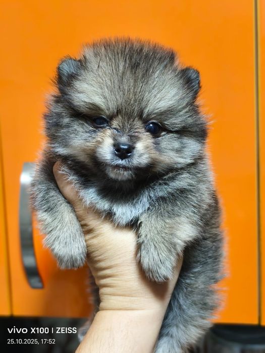 Очаровательные щенки шпица.