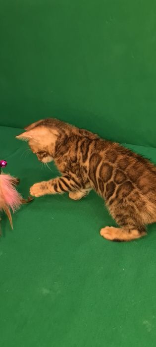 Бенгалы для выставок и для семьи