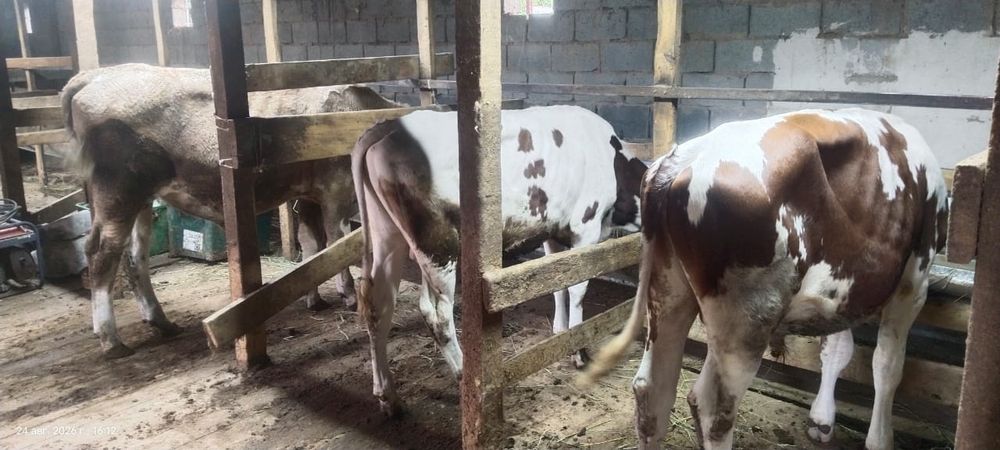 Продам трех породистых  бычков