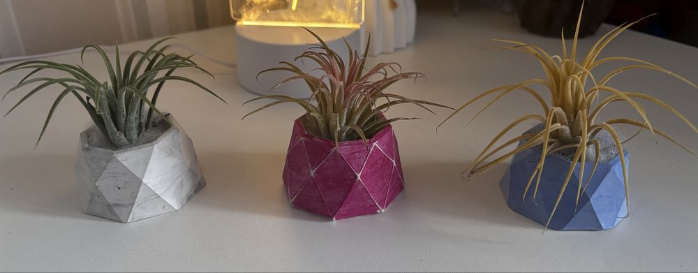 Тилландсия цветы