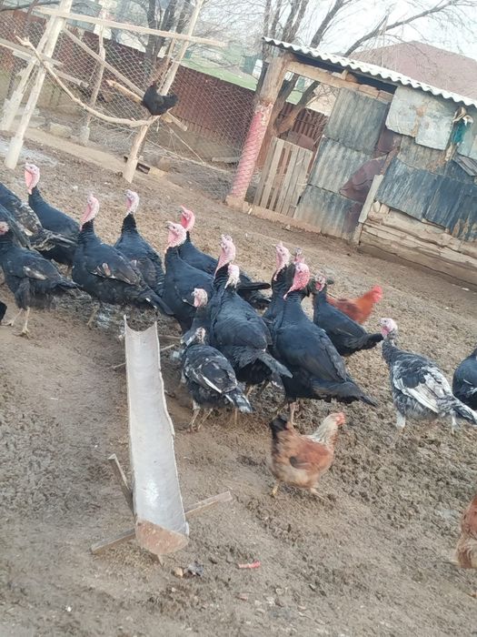 Индюки продается