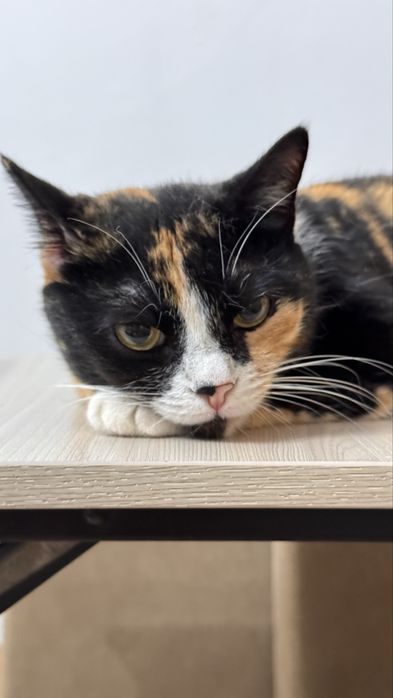 Отдам красавицу по имени Фокси