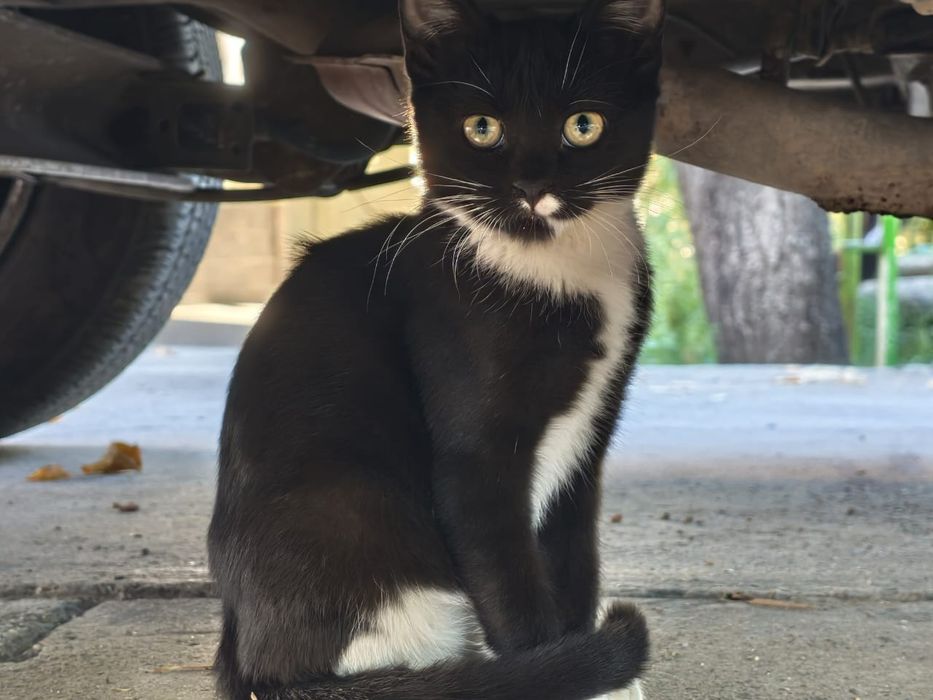 Котята беслпатно