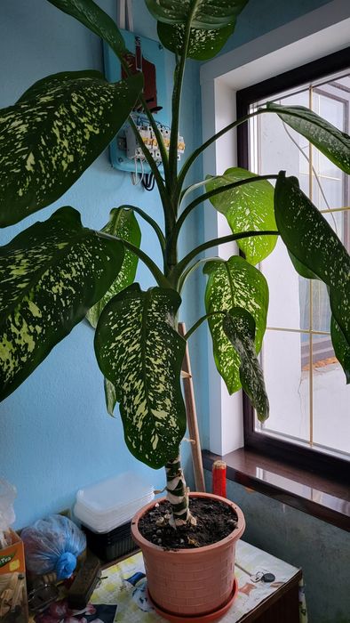 Продам цветок Диффенбахии