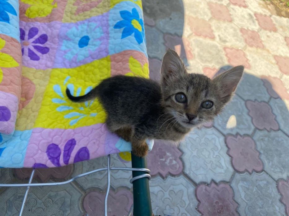 Отдам котенка в добрые руки