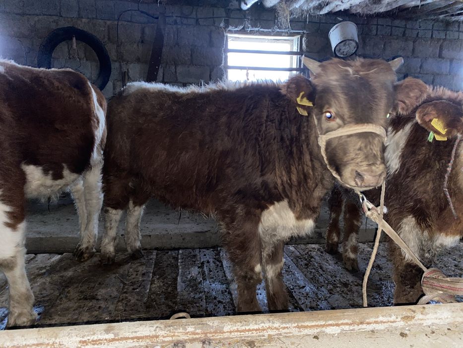 14 бас 1 жасар потсос бұқалар сатылады