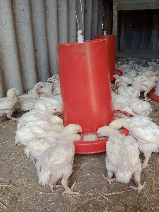 Бройлер Кобб 500