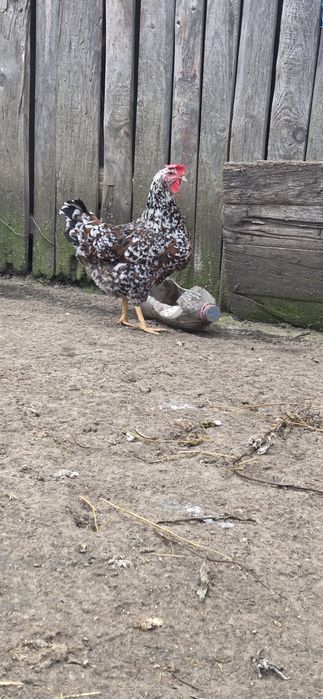 Oua incubat gaini livenski