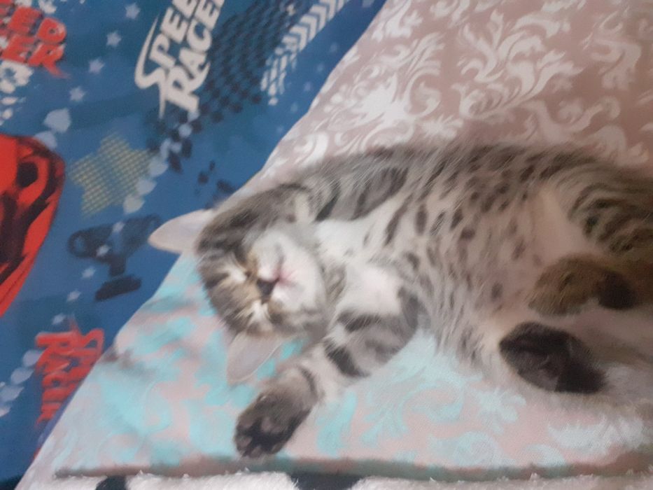 Кошка 1 месяц девочка