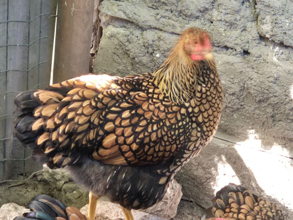 Wyandotte GSG puicute si cocosi