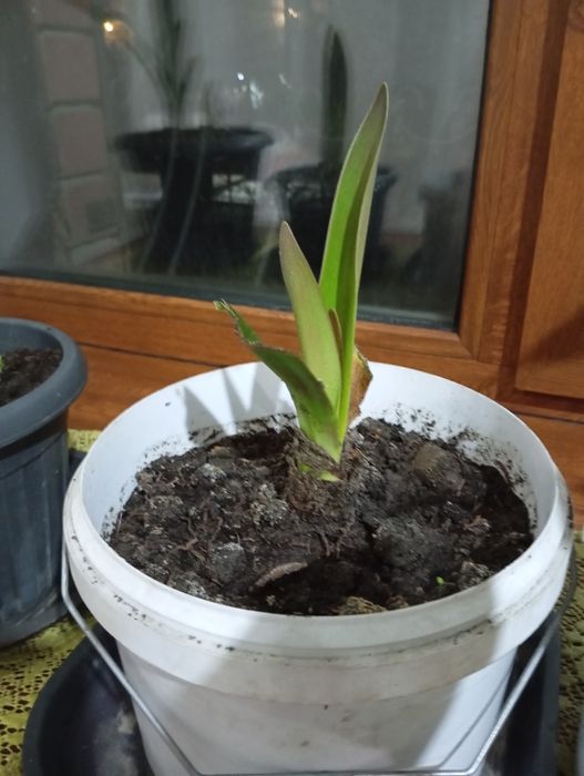 Комнатные цветы в продаже