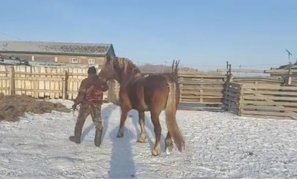 Продам жеребцов тяж русский