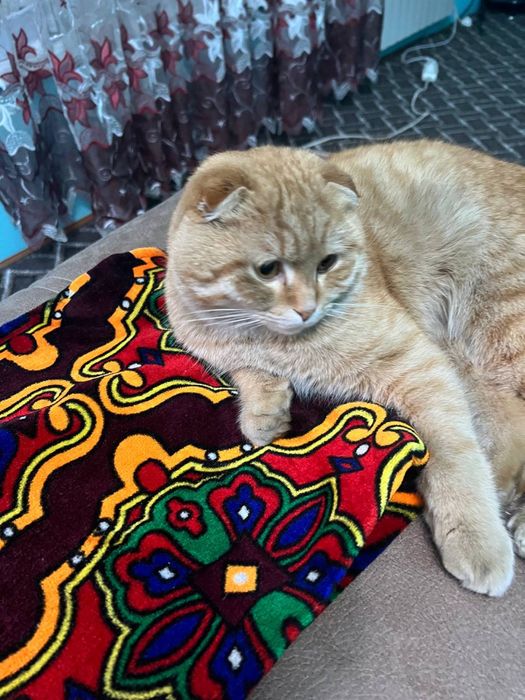 Shatlanskiy mushuk sotiladi