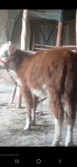 Сментал букача сотилади