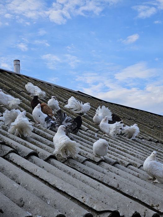 Gainușe pitici și Cocoși.