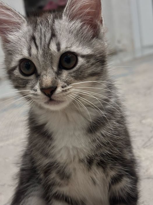 Котенок ласковый