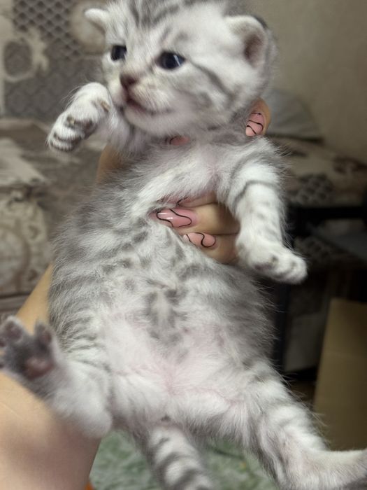Шотландские вислоухие