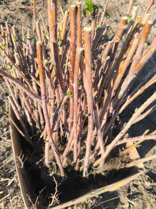 Stoloni CAPSUNI / FRAGI / drajoni ZMEURĂ / butași MURE