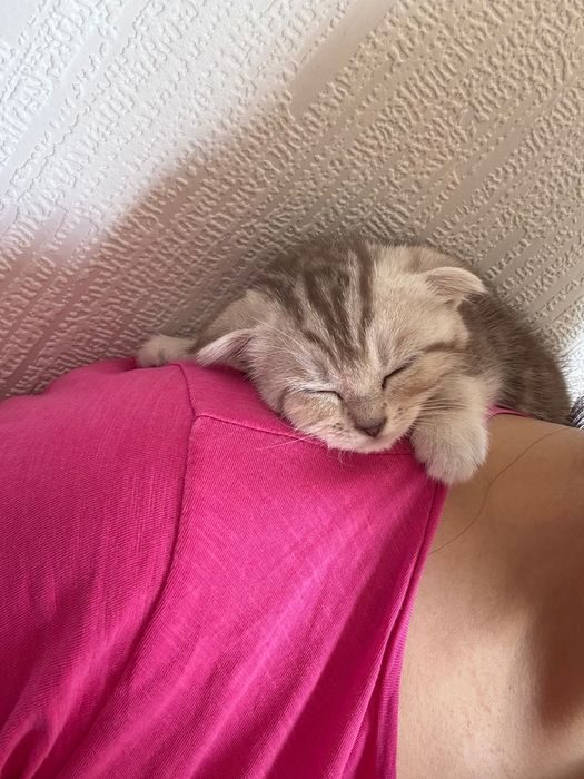 Шотландский Вислоухий.
