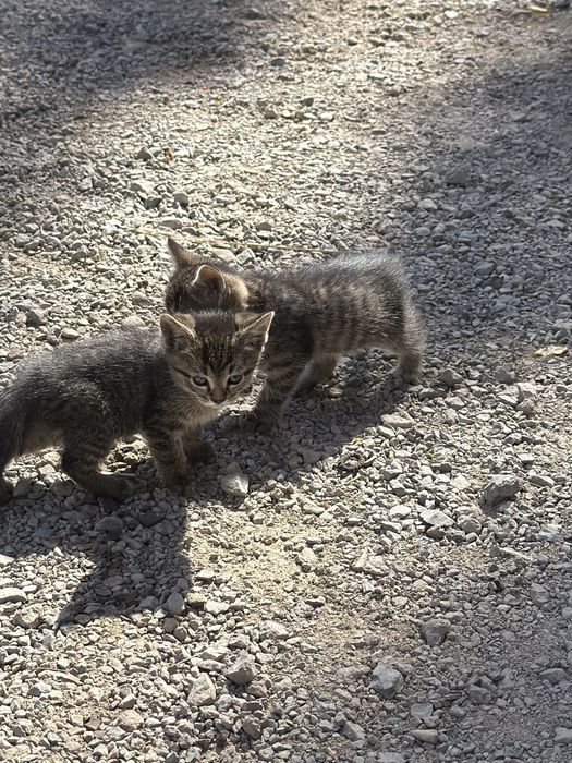 Отдам котят в хорошие руки