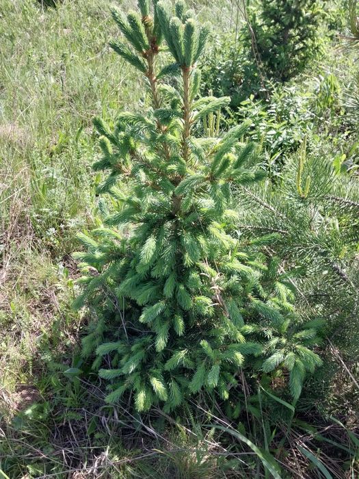 Есть в продаже Ель Сосна