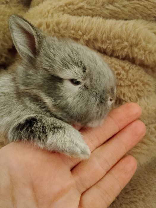 Декоративные кролик