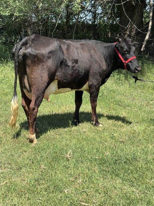 Суттi сиыр ангус бузауымен
