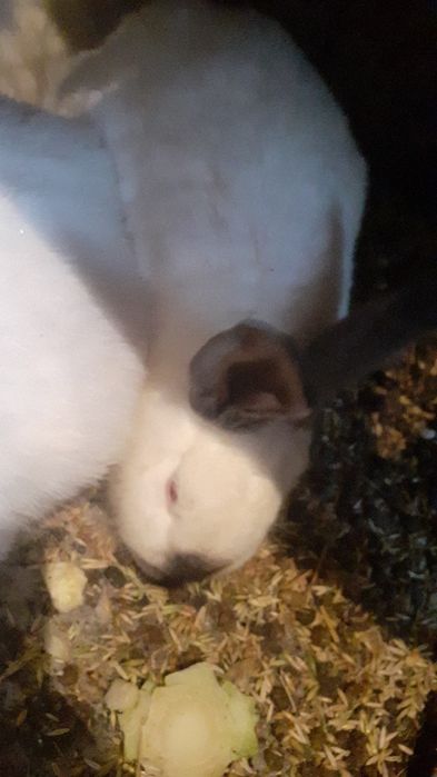 Продам живых кроликов