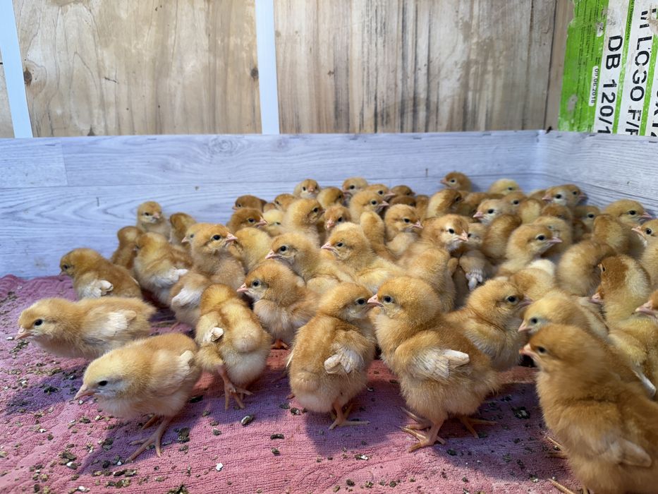 Цеплята ломан браун