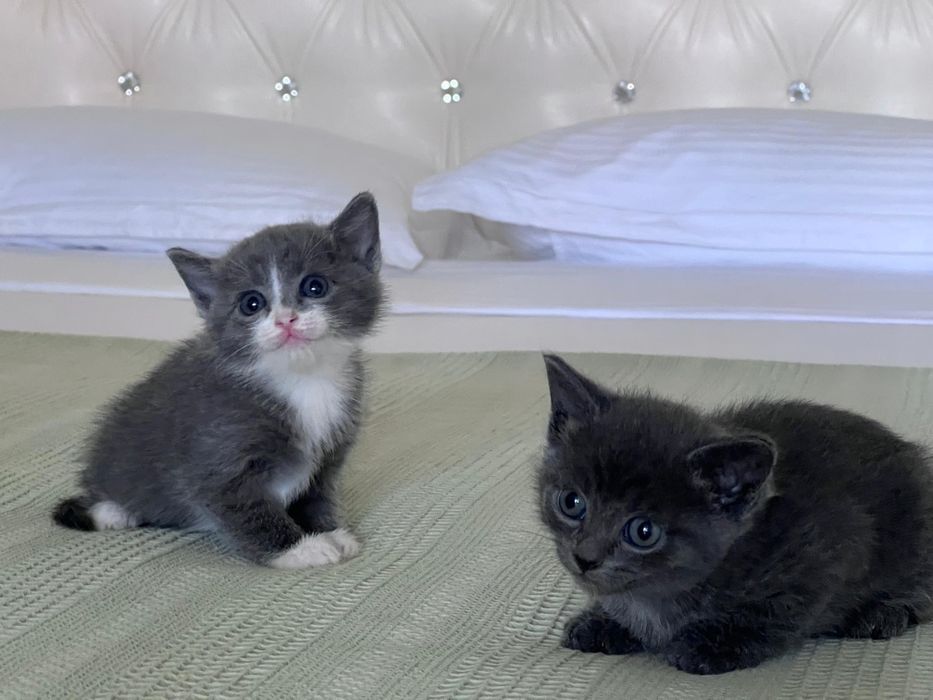 Отдам котят в добрые руки