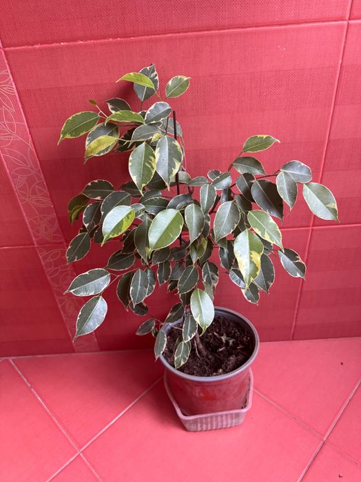 Фикус бенджамина сорт кинки