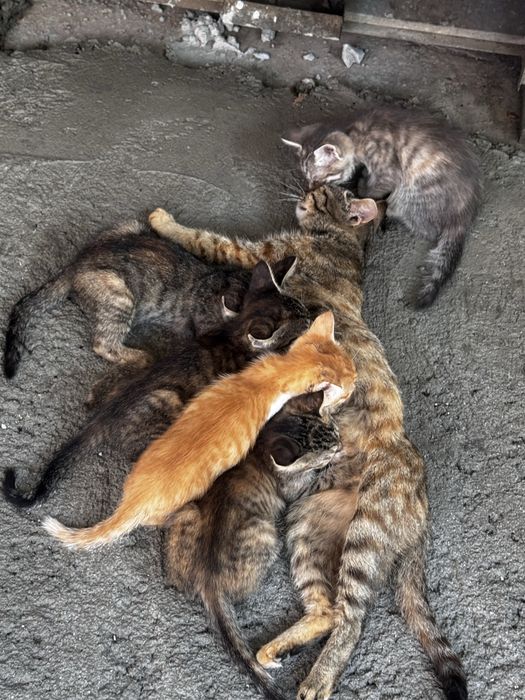 Котята. Котята ищут себе дом.