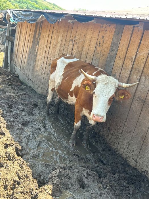 vand vaca mai multe detali la telf.