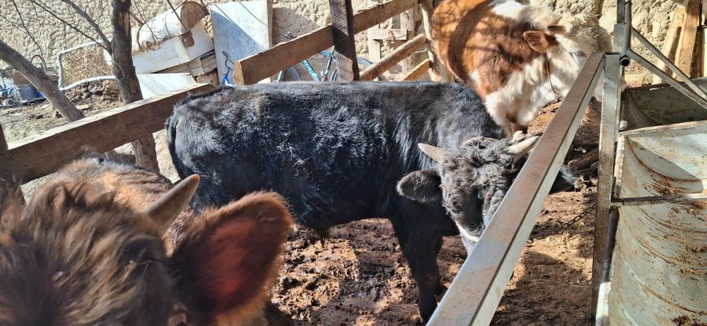 Бұқа бордақы сатылады