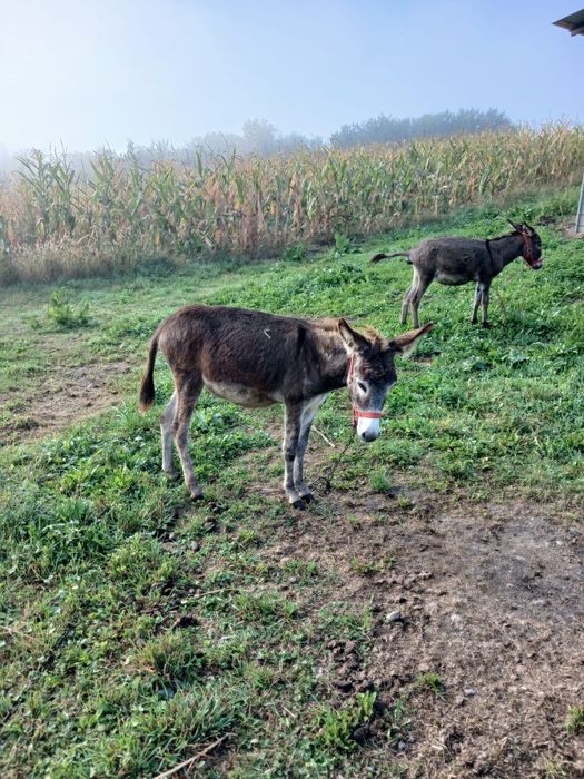 De vanzare măgărițe