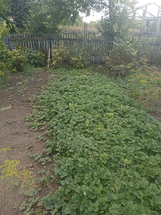 Продается дача Черёмушки