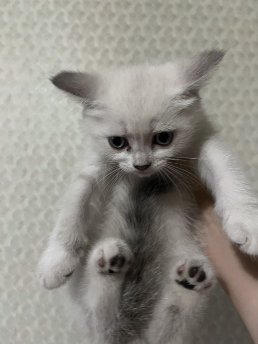 Котенок…………………….