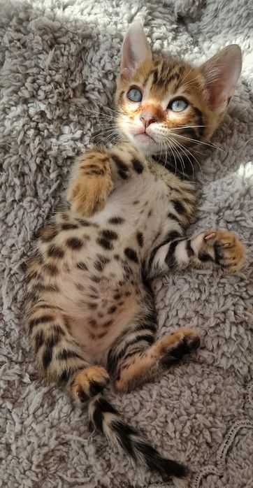 Бенгалски котета