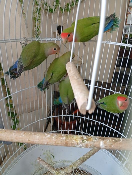 Продам попугайчики 5шт неразлучников с клеткой
